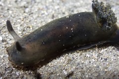 Dendrodoris arborescens