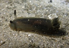 Dendrodoris arborescens