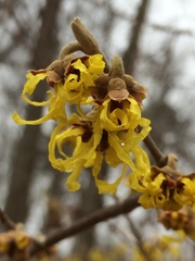 Hamamelis × intermedia