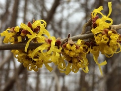 Hamamelis × intermedia
