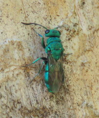 Chrysura