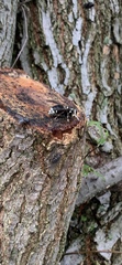 Dolichovespula maculata