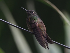 Boissonneaua flavescens