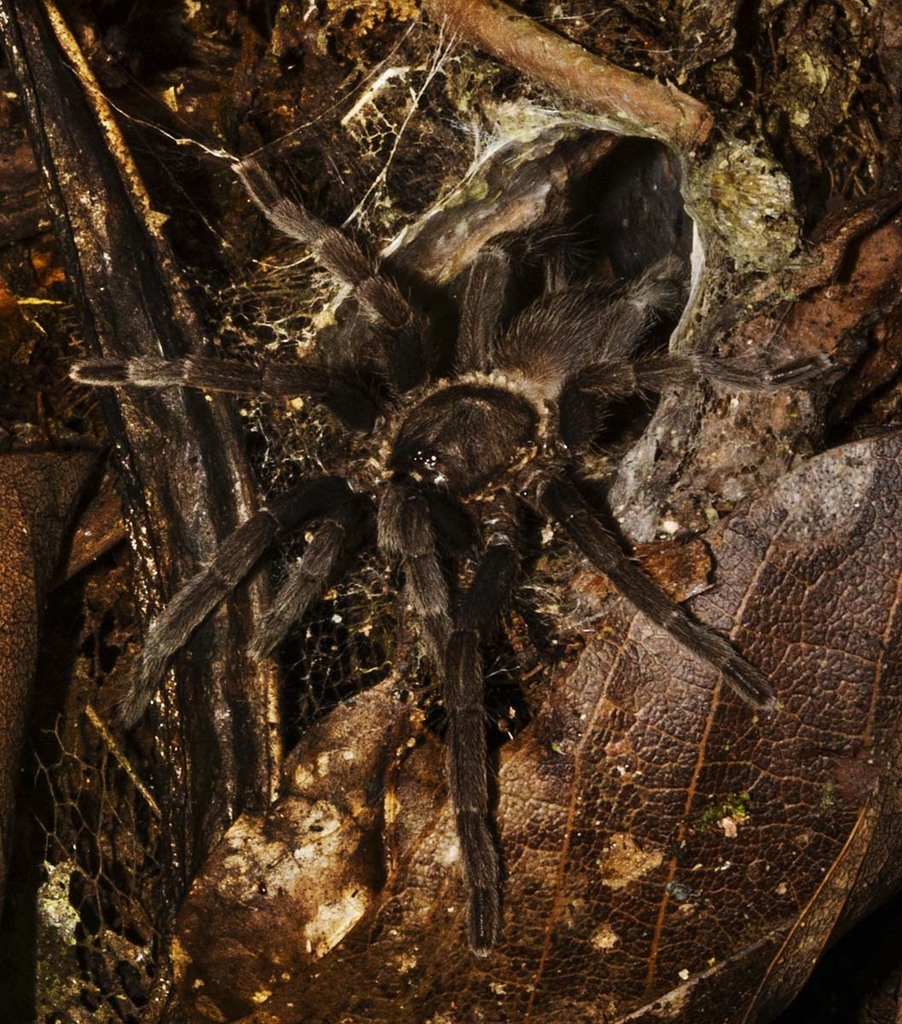 Brush Tarantula from Diwan QLD 4873, Australia on February 21, 2022 at ...