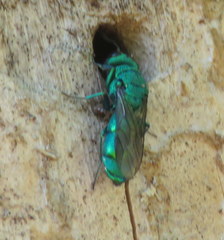 Chrysura