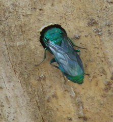 Chrysura