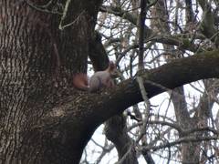 Sciurus vulgaris