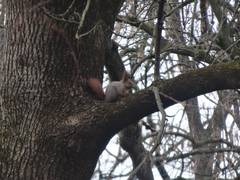 Sciurus vulgaris