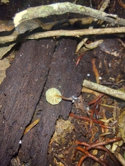 Xeromphalina leonina