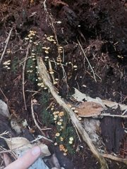 Xeromphalina leonina