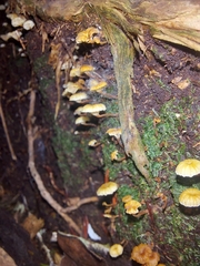 Xeromphalina leonina