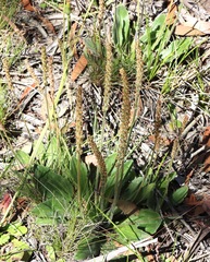 Plantago euryphylla