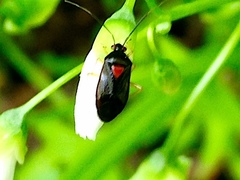 Metriorrhynchomiris fallax