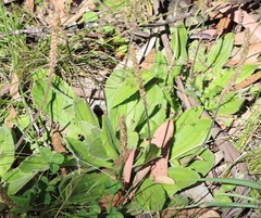 Plantago euryphylla