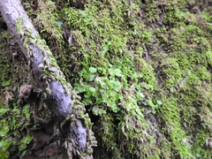 Cryptomitrium tenerum