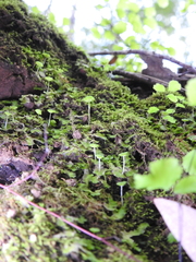 Cryptomitrium tenerum