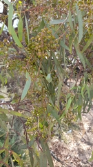 Eucalyptus largiflorens