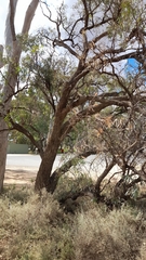 Eucalyptus largiflorens