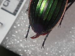 Carabus solieri solieri