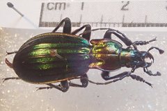Carabus solieri solieri