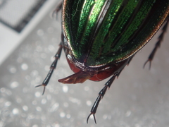 Carabus solieri solieri