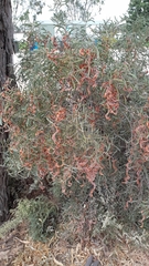 Acacia oswaldii