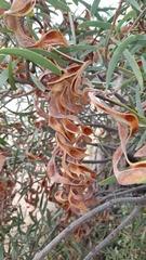 Acacia oswaldii