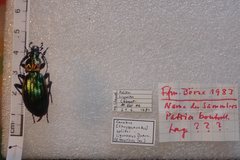 Carabus solieri solieri