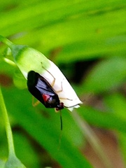 Metriorrhynchomiris fallax