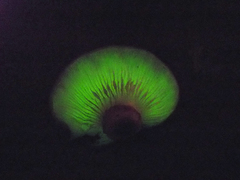 Omphalotus japonicus