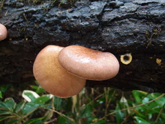 Omphalotus japonicus