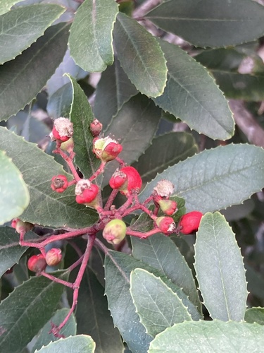 Toyon Fruit Gall Midge photo 5
