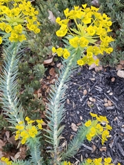 Euphorbia rigida