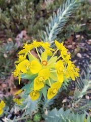Euphorbia rigida