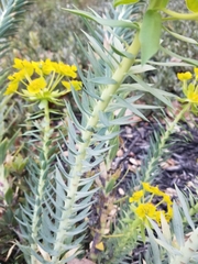 Euphorbia rigida