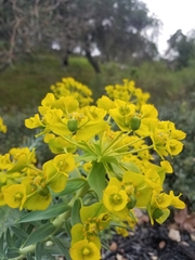 Euphorbia rigida