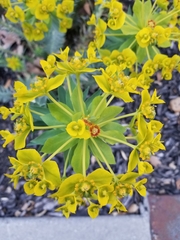 Euphorbia rigida