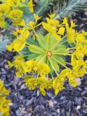 Euphorbia rigida