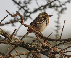 Trachyphonus darnaudii usambiro