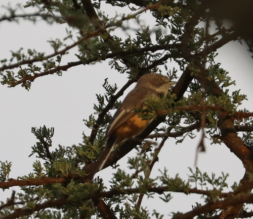 Banded Parisoma (Curruca boehmi), photo 4