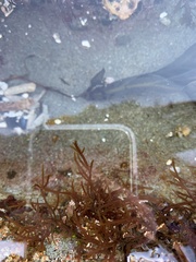 Lomentaria hakodatensis