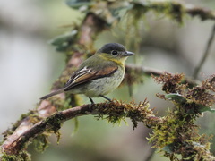 Pachyramphus versicolor