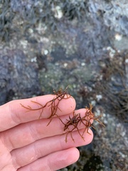 Lomentaria hakodatensis