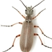 Red-legged Blister Beetle - Photo (c) Mike Quinn, Austin, TX, some rights reserved (CC BY-NC), uploaded by Mike Quinn, Austin, TX