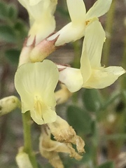 Astragalus beckwithii