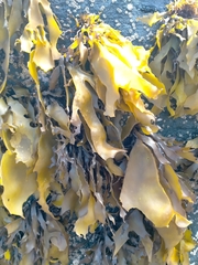 Pachymenia