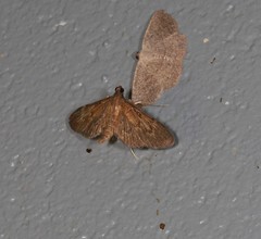 Hymenoptychis sordida