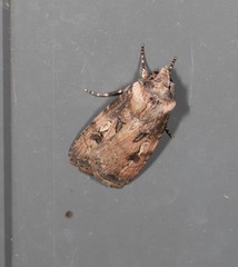 Agrotis interjectionis