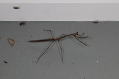 Austrovates variegata