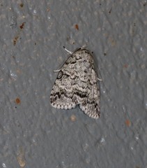 Blenina lichenopa